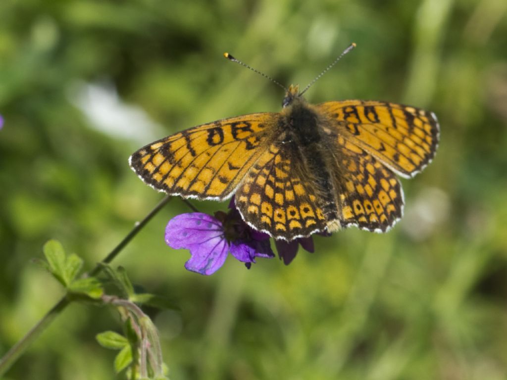 Melitaea cinxia?